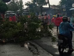 Hujan Angin Terjang Lirboyo, Pohon Tumbang dan Kabel Listrik Putus Sebabkan Kemacetan