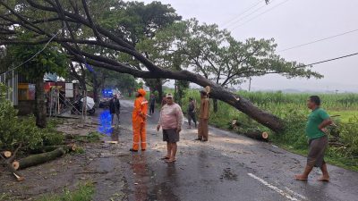Pohon Trembesi Tumbang di Sembon, Jalan Tertutup 45 Menit dan Kabel PLN Putus