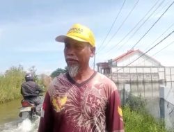 Luapan Bengawan Jero Rendam Ribuan Hektar Tambak, Petambak Kalitengah Lamongan Bertahan di Tengah Kerugian