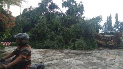 Hujan dan Angin Robohkan Pohon Beringin di SMAN 3 Kediri, Tiga Kelas Rusak