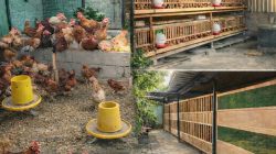 Peternak Ayam Kampung di Pace Wetan Jadi Contoh Ketahanan Pangan Keluarga