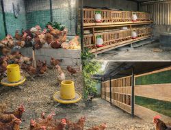 Peternak Ayam Kampung di Pace Wetan Jadi Contoh Ketahanan Pangan Keluarga