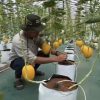 Manfaatkan Lahan Pekarangan, Pria di Jombang Sukses Jadi Jutawan dari Budidaya Melon Premium dengan Sistem Green House