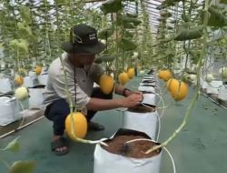 Manfaatkan Lahan Pekarangan, Pria di Jombang Sukses Jadi Jutawan dari Budidaya Melon Premium dengan Sistem Green House