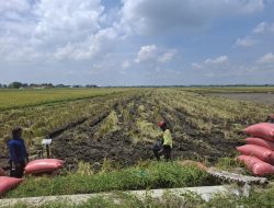 Harga Gabah di Jombang Stabil Rp7.000–Rp7.200 per Kg, Puncak Panen Diprediksi Januari 2026