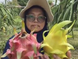 Berkah Imlek, Permintaan Buah Naga Premium Jombang Meningkat