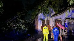 Hujan Disertai Angin Kencang di Ponggok, Dua Desa di Blitar Terdampak Pohon Tumbang