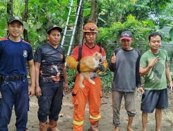 Dramatis! Tim Damkarmat Nganjuk Berhasil Evakuasi Kucing yang Terjebak di Puncak Pohon Jati