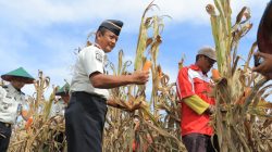 Aksi Kemanusiaan Lapas Blitar, Hasil Panen Jagung dan Terong Warga Binaan Disalurkan untuk Korban Bencana di Sumatera