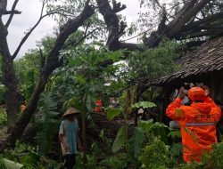 Pohon Trembesi Tumbang Diterjang Hujan Lebat dan Angin Kencang, Rumah Warga Tulungagung Rusak