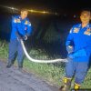 Damkar Amankan Ular Piton yang Berkeliaran di Sungai Dekat Rumah Warga