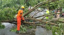 Musim Hujan Awal 2026, BPBD Kabupaten Kediri Minta Warga Waspada Pohon Tumbang