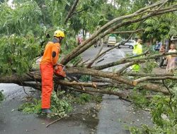 Musim Hujan Awal 2026, BPBD Kabupaten Kediri Minta Warga Waspada Pohon Tumbang