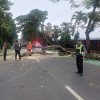 Pohon Tumbang di Jalan Veteran, Satlantas Polres Kediri Kota Lakukan Evakuasi Cepat