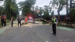 Pohon Tumbang di Jalan Veteran, Satlantas Polres Kediri Kota Lakukan Evakuasi Cepat