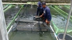 Benih Ikan Nila Black Airlangga Melegenda di Nusantara, Jadi Primadona Pembudidaya