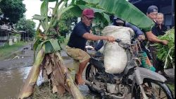 Dua Tahun Rusak Parah, Jalan Berlubang di Dusun Mireng Jadi ‘Kebun’ Pisang