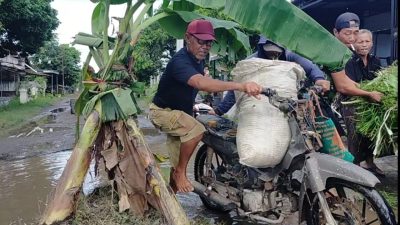 Dua Tahun Rusak Parah, Jalan Berlubang di Dusun Mireng Jadi ‘Kebun’ Pisang