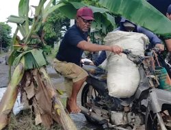 Dua Tahun Rusak Parah, Jalan Berlubang di Dusun Mireng Jadi ‘Kebun’ Pisang