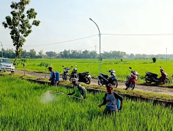 Begini Gerdal Dispertan Nganjuk, Mengatasi Serangan Penyakit Kresek dan Blas