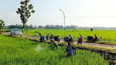 Begini Gerdal Dispertan Nganjuk, Mengatasi Serangan Penyakit Kresek dan Blas