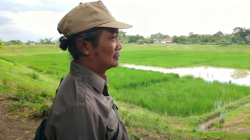 Embung Cerme  Beralih Fungsi Jadi Lahan Pertanian, Begini Penjelasan Kepala Desa