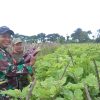 Babinsa Koramil 0810/16 Sukomoro Bantu Petani Panen Terong, Wujud Nyata Dukungan Ketahanan Pangan