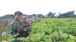 Babinsa Koramil 0810/16 Sukomoro Bantu Petani Panen Terong, Wujud Nyata Dukungan Ketahanan Pangan