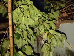 Puting Beliung Hantam Semare Berbek, Pohon Jati Tumbang Timpa Mushola