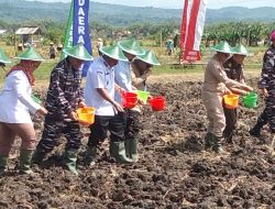 Sinergi Untuk Ketahanan Pangan, Kodaeral V dan Pemda Nganjuk Gelar Gerakan Tanam Kedelai