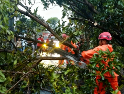 Angin Kencang Gulung 16 Pohon di Nganjuk, Jalur Nasional Sempat Tersendat
