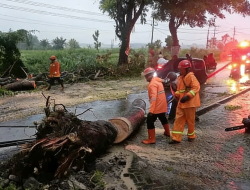 Hujan Disertai Angin Kencang, Pohon Tumbang Sempat Tutup Jalan Raya Kertosono – Lengkong 