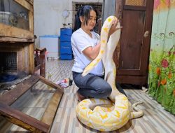 Hobi Ekstrem Rika Fitri : Pelihara 17 Ular Piton, Sekali Makan Habiskan 20 Ayam